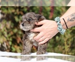 Small #29 ShihPoo