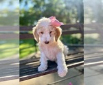 Small #3 Goldendoodle