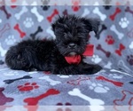 Zeus - Male Schnauzer (Miniature) Puppy for Sale - Photo #8