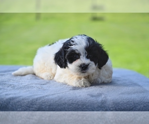Medium Photo #2 ShihPoo Puppy For Sale in MILLERSBURG, OH, USA