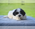 Small #1 ShihPoo