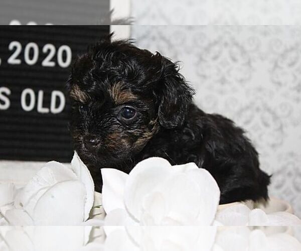 Medium Photo #4 Poodle (Toy)-Yorkshire Terrier Mix Puppy For Sale in FAYETTEVILLE, NC, USA