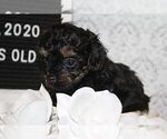 Small Photo #4 Poodle (Toy)-Yorkshire Terrier Mix Puppy For Sale in FAYETTEVILLE, NC, USA