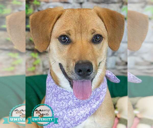 Medium Photo #7 Mutt Puppy For Sale in Kennesaw, GA, USA