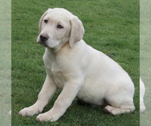 Labrador Retriever Puppy for sale in FREDERICKSBURG, OH, USA
