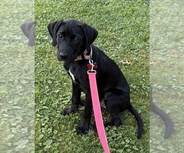 Medium Photo #2 Labrador Retriever-Unknown Mix Puppy For Sale in Springdale, PA, USA