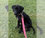 Small #1 Labrador Retriever Mix