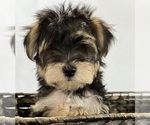 Small Photo #8 Morkie Puppy For Sale in CORNERSVILLE, TN, USA