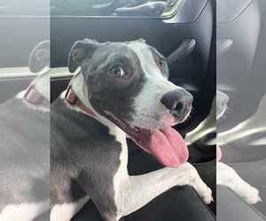 American Staffordshire Terrier-Unknown Mix Dogs for adoption in Missouri City, TX, USA
