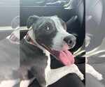 Small American Staffordshire Terrier Mix