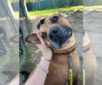 Small #21 American Pit Bull Terrier-Labrador Retriever Mix