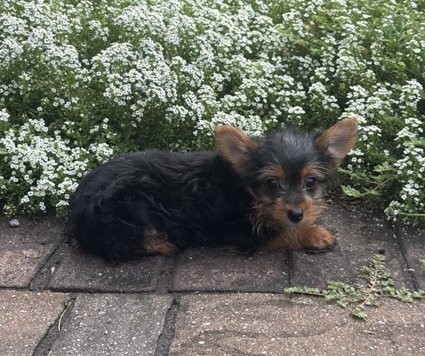Medium Photo #3 Yorkshire Terrier Puppy For Sale in CANOGA, NY, USA