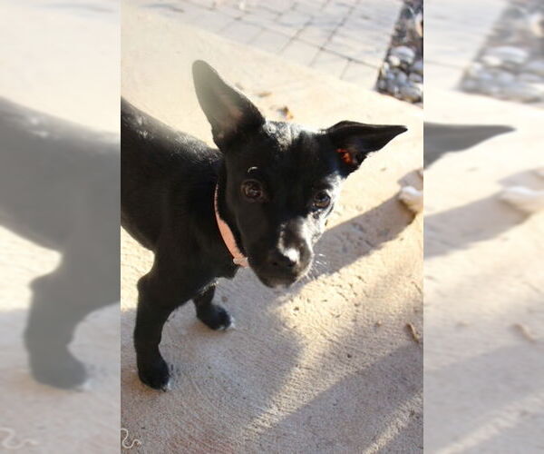 Medium Photo #7 Chihuahua-Unknown Mix Puppy For Sale in Doylestown, PA, USA