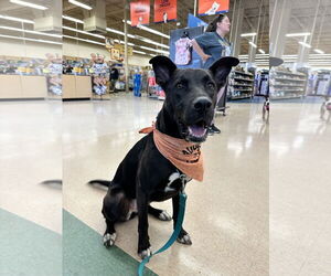 Mavi Lizman - Female Mutt Dog for Adoption - Photo #22