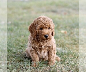 Goldendoodle (Miniature) Puppy for sale in RONKS, PA, USA