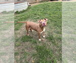 Small #3 Bulldog Mix