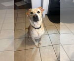 Small #2 Labrador Retriever Mix
