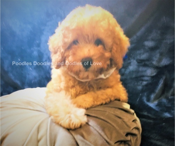 Medium Photo #7 Goldendoodle Puppy For Sale in RUSKIN, FL, USA
