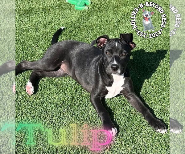 Medium Photo #9 Staffordshire Bull Terrier-Unknown Mix Puppy For Sale in Omaha, NE, USA