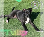 Small #8 Staffordshire Bull Terrier Mix