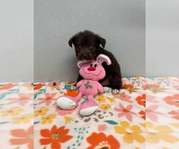 Medium Photo #2 Siberian Husky-Unknown Mix Puppy For Sale in Osgood, IN, USA