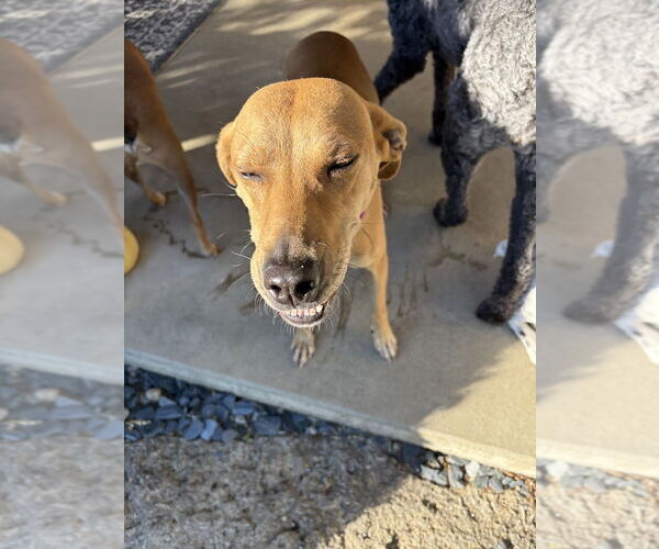 Medium Photo #1 Labrador Retriever-Mountain Cur Mix Puppy For Sale in Aurora, IN, USA