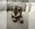 Puppy Mocha Schnauzer (Miniature)
