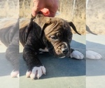 Small #2 American Bully