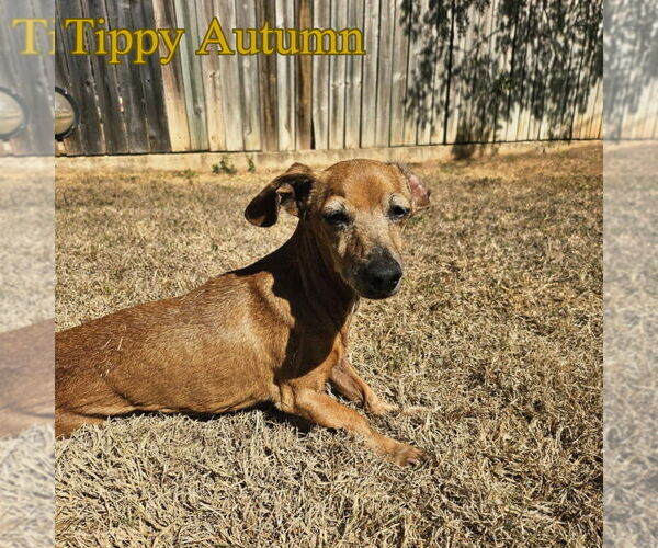 Medium Photo #13 Dachshund Puppy For Sale in San Antonio, TX, USA