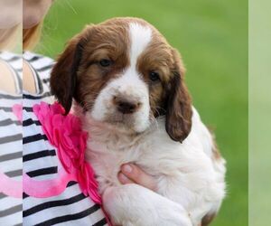 English Springer Spaniel Puppy for sale in DENVER, PA, USA