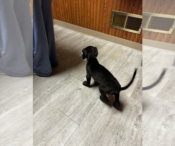 Medium Photo #16 Great Dane Puppy For Sale in ALIQUIPPA, PA, USA