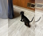 Small Photo #16 Great Dane Puppy For Sale in ALIQUIPPA, PA, USA