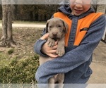 Small Photo #3 Weimaraner Puppy For Sale in TOWANDA, KS, USA