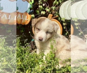 Australian Shepherd Puppy for sale in ARMADA, MI, USA