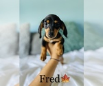 Small Photo #5 Dachshund Puppy For Sale in COOKEVILLE, TN, USA