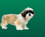 Small Photo #4 Shih Tzu Puppy For Sale in SAN DIEGO, CA, USA