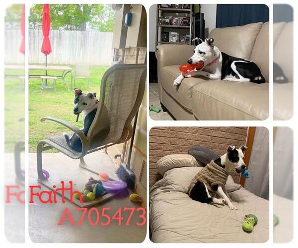 Medium Photo #2 Mutt Puppy For Sale in San Antonio, TX, USA