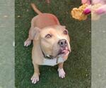 Small #2 American Pit Bull Terrier-Labrador Retriever Mix