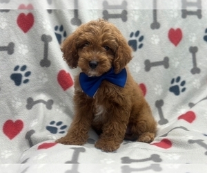 Cockapoo Puppy for sale in LAKELAND, FL, USA