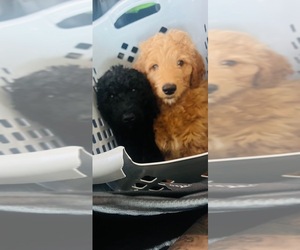 Labradoodle-Labrador Retriever Mix Puppy for sale in GLEN BURNIE, MD, USA