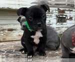 Small #3 French Bulldog Mix