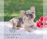 Small #1 French Bulldog