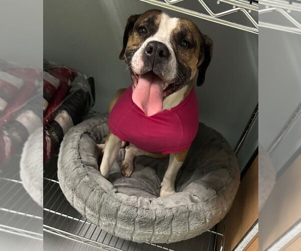 Medium Photo #2 Boxer-Unknown Mix Puppy For Sale in Hot Springs Village, AR, USA