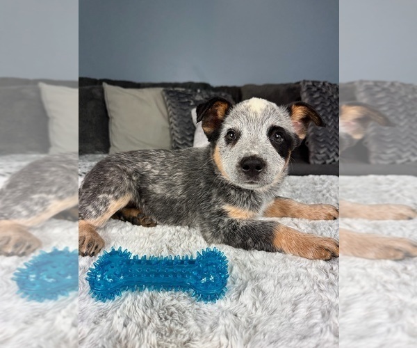 Medium Photo #5 Australian Cattle Dog Puppy For Sale in GREENFIELD, IN, USA