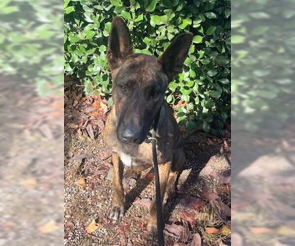 Medium Photo #1 - Mix Puppy For Sale in Santa Barbara, CA, USA