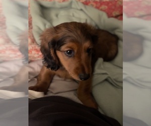 Dachshund Puppy for sale in HOLLY, MI, USA