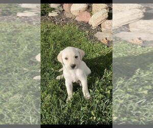 Labrador Retriever Puppy for sale in THORP, WI, USA