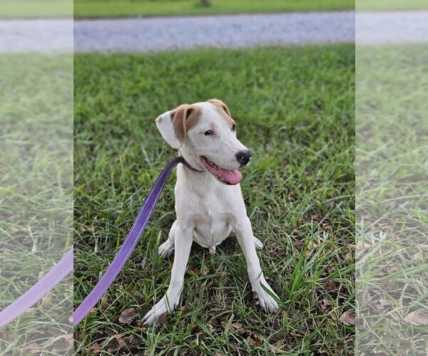 Medium Photo #12 Beagle-Unknown Mix Puppy For Sale in Wakefield, RI, USA