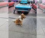 Small #1 Collie