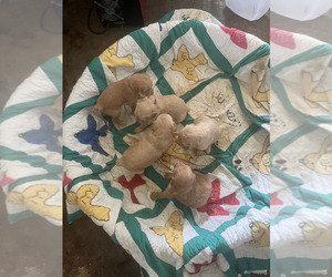 Goldendoodle Puppy for Sale in LASCASSAS, Tennessee USA
